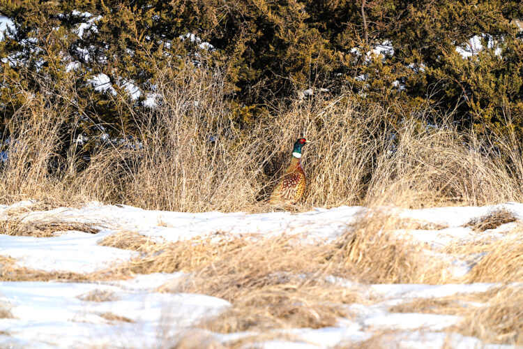 North Dakota Outdoors: Late season hunting may be best days in field